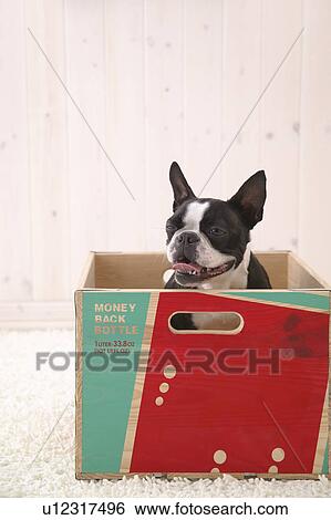 Boston Terrier in a box View Large Photo Image Stock Photograph - Boston Terrier in a box. Fotosearch