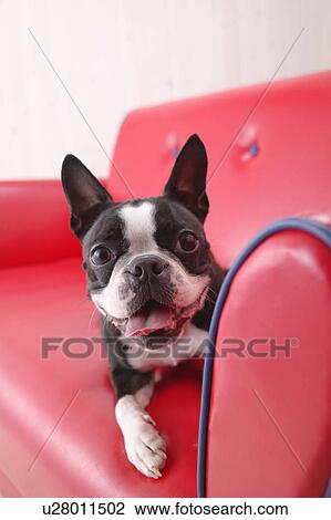 Boston Terrier in a sofa View Large Photo Image Stock Image - Boston Terrier in a sofa. Fotosearch