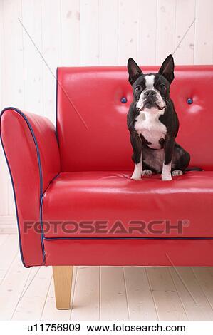 Boston Terrier in a sofa View Large Photo Image Stock Photo - Boston Terrier in a sofa. Fotosearch