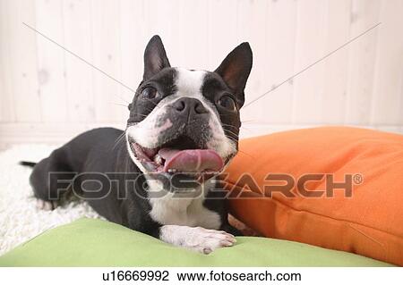 Boston Terrier, Studio Shot View Large Photo Image Stock Image - Boston Terrier, Studio Shot. Fotosearch