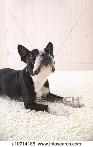 Boston Terrier, Studio Shot View Large Photo Image Stock Photograph - Boston Terrier, Studio Shot. Fotosearch