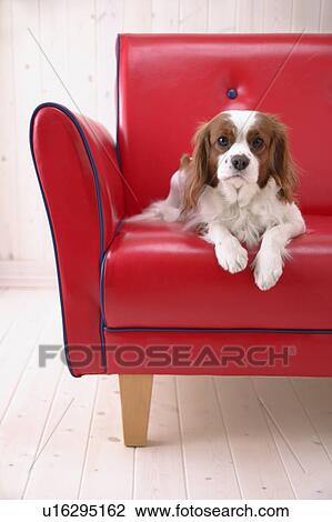 Cavalier in a sofa View Large Photo Image Stock Image - Cavalier in a sofa. Fotosearch