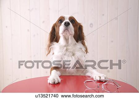 Cavalier sitting at a table View Large Photo Image Stock Image - Cavalier sitting at a table. Fotosearch