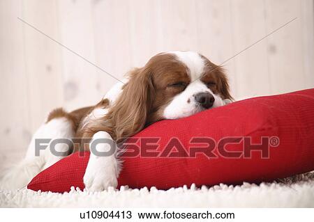 Cavalier sleeping View Large Photo Image Stock Image - Cavalier sleeping. Fotosearch
