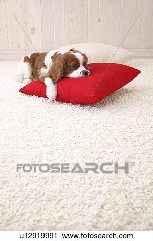 Stock Image - Cavalier, Studio Shot. Fotosearch