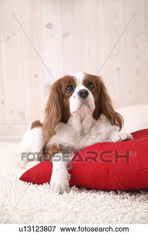 Stock Photo - Cavalier, Studio Shot. Fotosearch