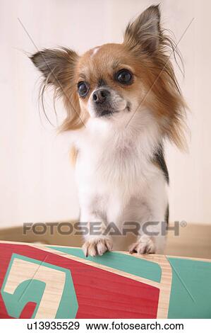 Chihuahua dog in a box View Large Photo Image Stock Photo - Chihuahua dog in a box. Fotosearch