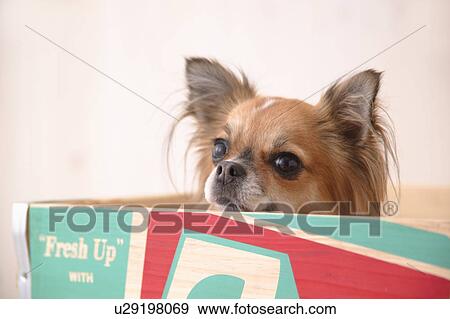 Stock Photo - Chihuahua dog in a box. Fotosearch