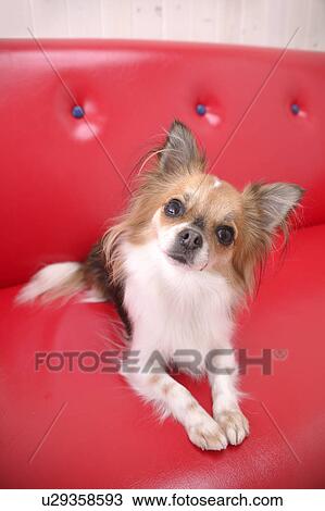 Chihuahua dog looking at camera View Large Photo Image Stock Image - Chihuahua dog looking at camera. Fotosearch