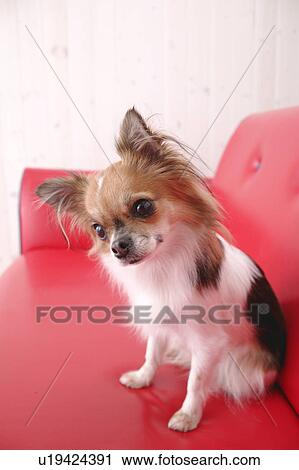 Chihuahua dog sitting in sofa View Large Photo Image Stock Image - Chihuahua dog sitting in sofa. Fotosearch