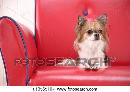 Chihuahua dog sitting in sofa View Large Photo Image Stock Photo - Chihuahua dog sitting in sofa. Fotosearch