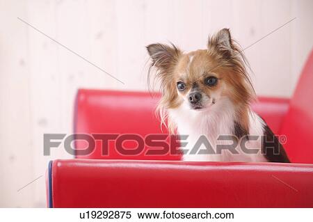 Chihuahua dog sitting in sofa View Large Photo Image Stock Photography - Chihuahua dog sitting in sofa. Fotosearch