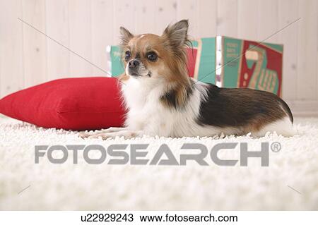 Chihuahua dog, Studio Shot View Large Photo Image Stock Image - Chihuahua dog, Studio Shot. Fotosearch