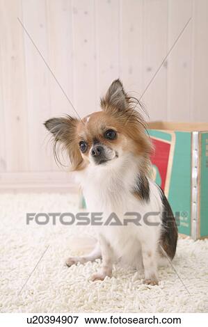Chihuahua dog, Studio Shot View Large Photo Image Stock Photo - Chihuahua dog, Studio Shot. Fotosearch