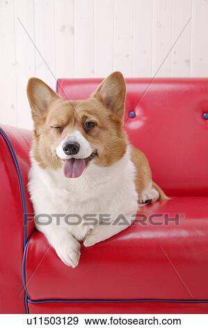 Corgi in a sofa View Large Photo Image Stock Photo - Corgi in a sofa. Fotosearch