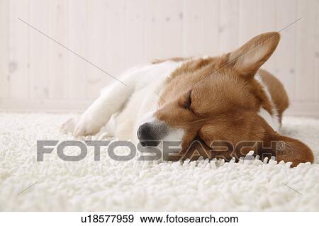 Stock Photo - Corgi sleeping . Fotosearch