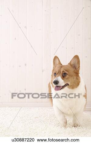 Corgi, Studio Shot View Large Photo Image Stock Image - Corgi, Studio Shot. Fotosearch