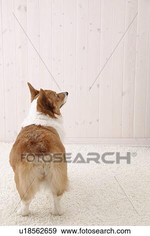 Stock Photo - Corgi, Studio Shot. Fotosearch