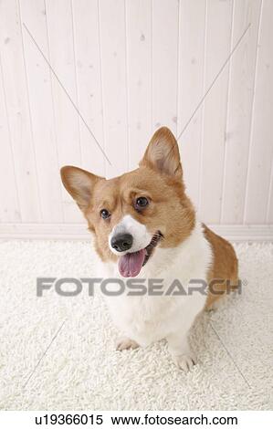 Corgi, Studio Shot View Large Photo Image Stock Photography - Corgi, Studio Shot. Fotosearch