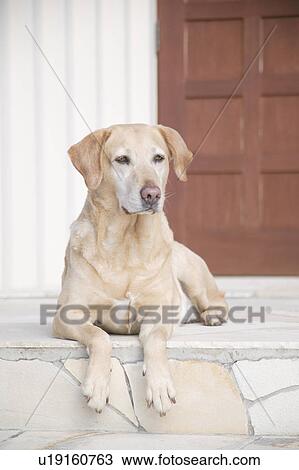 Labrador Retriever in front of door View Large Photo Image Stock Image - Labrador Retriever in front of door. Fotosearch