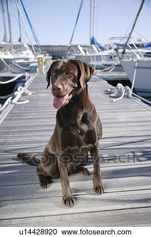 Labrador Retriever in harbor View Large Photo Image Stock Image - Labrador Retriever in harbor. Fotosearch