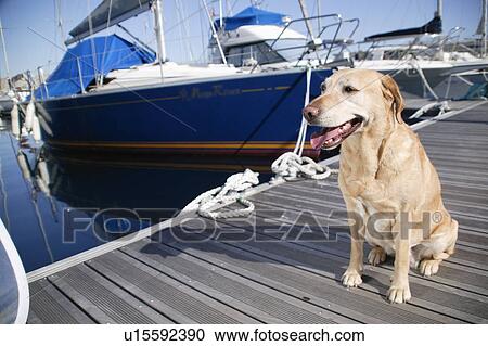 Stock Image - Labrador Retriever in harbor. Fotosearch