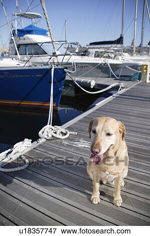 Labrador Retriever in harbor View Large Photo Image Stock Photo - Labrador Retriever in harbor. Fotosearch