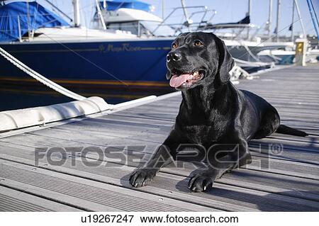 Labrador Retriever in harbor View Large Photo Image Stock Photo - Labrador Retriever in harbor. Fotosearch