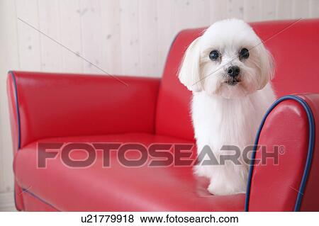 Stock Photo - Maltese in a sofa. Fotosearch