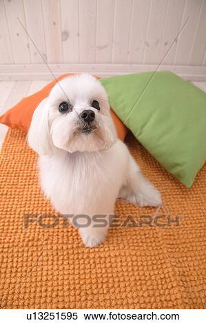 Maltese, Studio Shot View Large Photo Image Stock Photography - Maltese, Studio Shot. Fotosearch