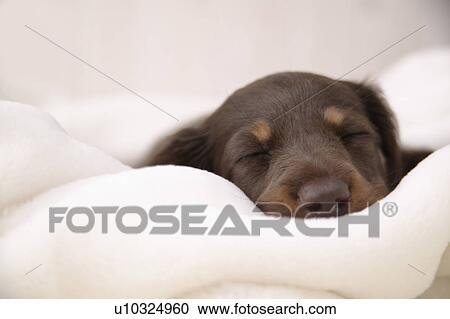 Miniature Dachshund asleep View Large Photo Image Stock Image - Miniature Dachshund asleep. Fotosearch