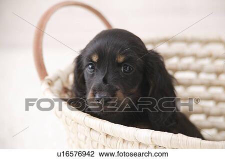 Miniature Dachshund in a basket View Large Photo Image Stock Image - Miniature Dachshund in a basket. Fotosearch
