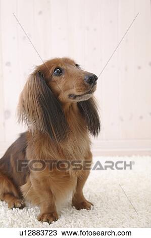 Miniature Dachshund looking up View Large Photo Image Stock Image - Miniature Dachshund looking up. Fotosearch