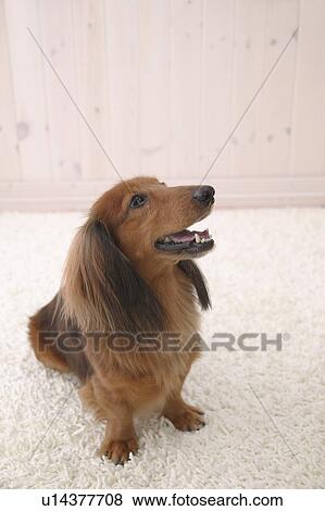 Miniature Dachshund looking up View Large Photo Image Stock Photo - Miniature Dachshund looking up. Fotosearch