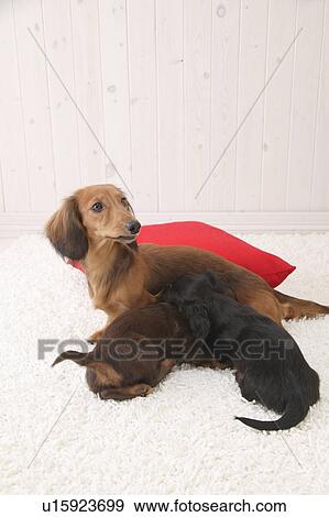 Miniature Dachshund nursing puppies View Large Photo Image Stock Photo - Miniature Dachshund nursing puppies. Fotosearch