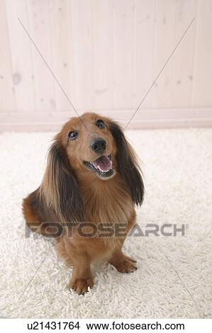 Miniature Dachshund opening mouth View Large Photo Image Picture - Miniature Dachshund opening mouth. Fotosearch