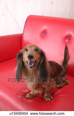 Miniature Dachshund sitting in sofa View Large Photo Image Picture - Miniature Dachshund sitting in sofa. Fotosearch