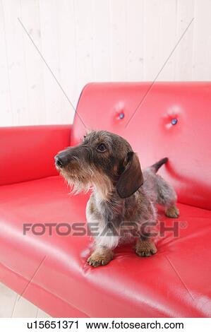 Miniature Dachshund sitting in sofa View Large Photo Image Stock Image - Miniature Dachshund sitting in sofa. Fotosearch