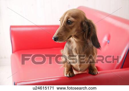 Miniature Dachshund sitting in sofa View Large Photo Image Stock Image - Miniature Dachshund sitting in sofa. Fotosearch