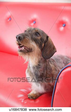 Stock Photo - Miniature Dachshund sitting in sofa. Fotosearch