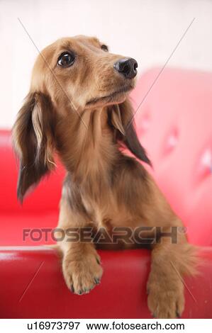 Miniature Dachshund sitting in sofa View Large Photo Image Stock Photo - Miniature Dachshund sitting in sofa. Fotosearch