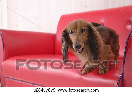 Miniature Dachshund sitting in sofa View Large Photo Image Stock Photo - Miniature Dachshund sitting in sofa. Fotosearch