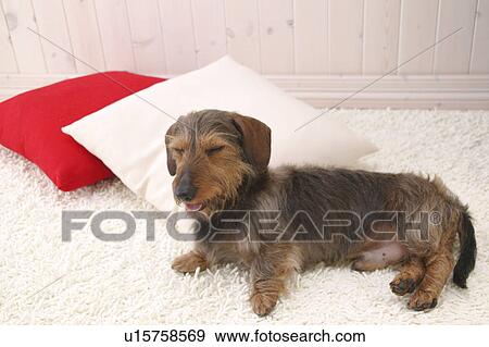 Miniature Dachshund sleeping View Large Photo Image Stock Photo - Miniature Dachshund sleeping. Fotosearch