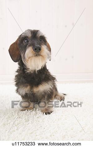 Miniature Dachshund, Studio Shot View Large Photo Image Stock Image - Miniature Dachshund, Studio Shot. Fotosearch