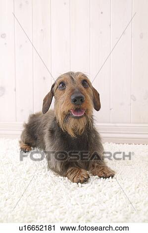 Miniature Dachshund, Studio Shot View Large Photo Image Stock Image - Miniature Dachshund, Studio Shot. Fotosearch