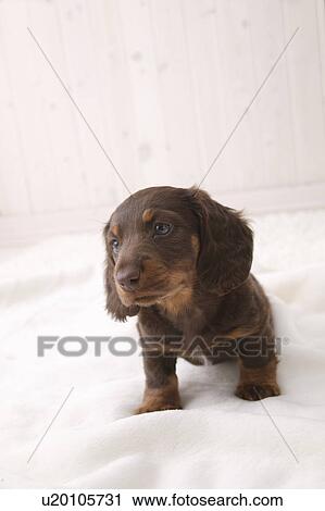 Miniature Dachshund, Studio Shot View Large Photo Image Stock Image - Miniature Dachshund, Studio Shot. Fotosearch