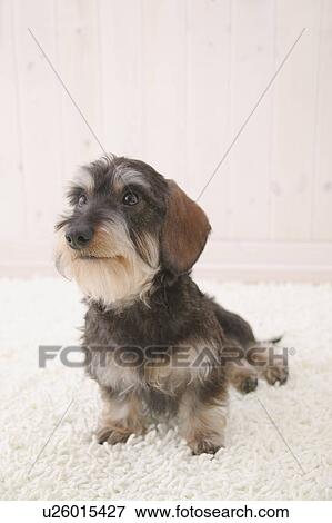 Miniature Dachshund, Studio Shot View Large Photo Image Stock Photo - Miniature Dachshund, Studio Shot. Fotosearch