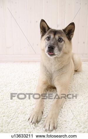 Stock Image - Mix breed dog, Studio Shot. Fotosearch