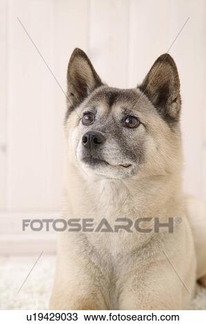 Stock Image - Mix breed dog, Studio Shot. Fotosearch