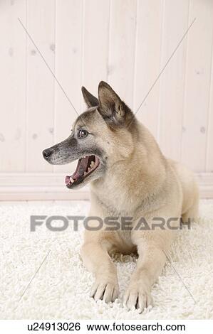 Stock Photograph - Mix breed dog, Studio Shot. Fotosearch